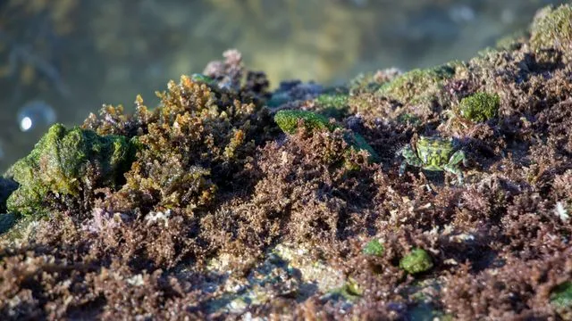 Find the crab